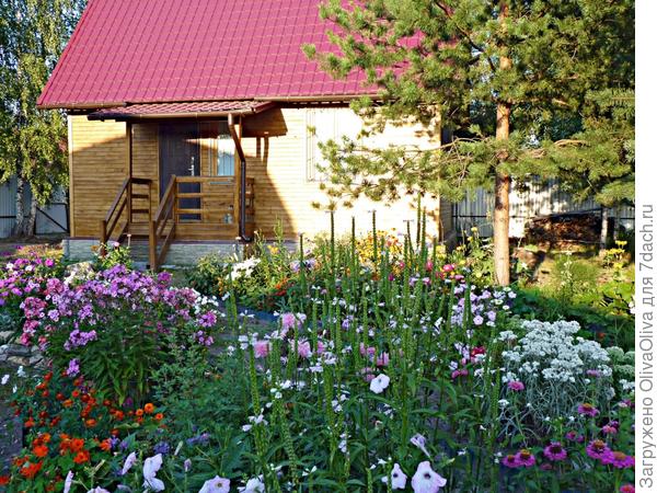 Мои клумбы...