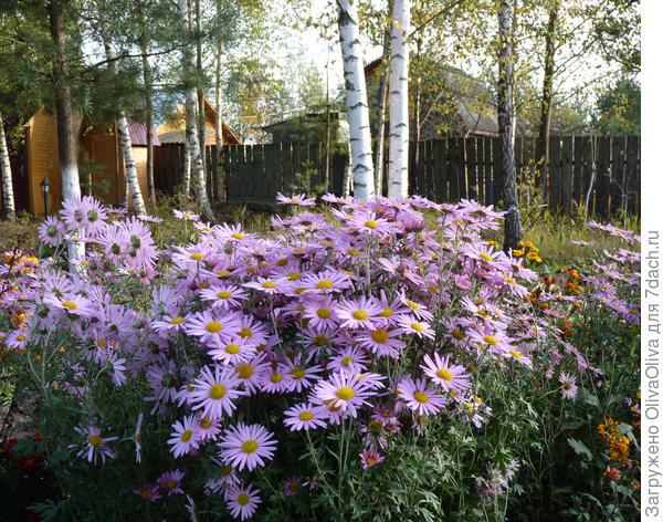 Розовая осень на даче...