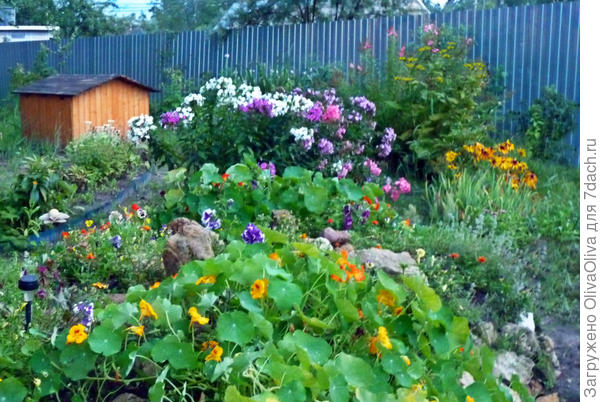 Астильба и девясил