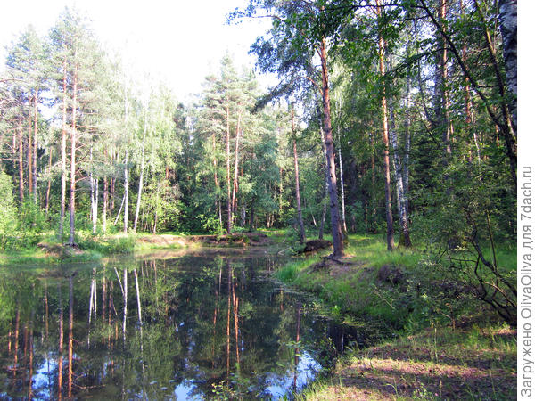 Тихо дремлет бор зеленый в серебре лесных озер...
