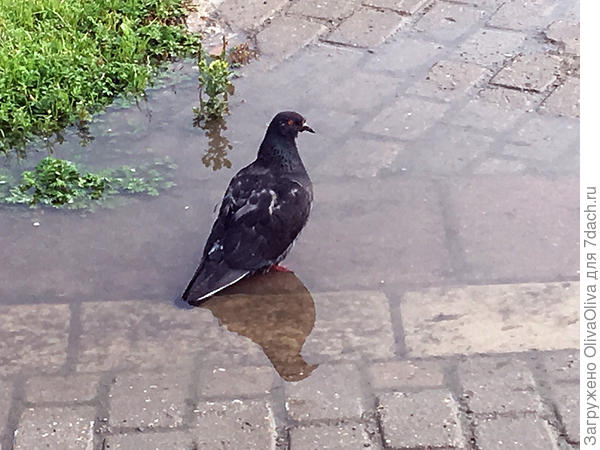 Отражение в дождевой воде...
