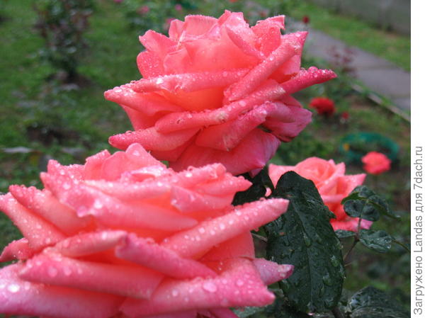 Розы 2015 год