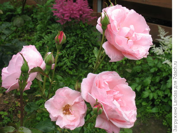 Розы не знаю . что за сорт . Очень красивые.