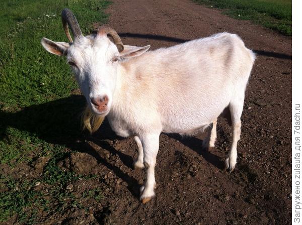 коза