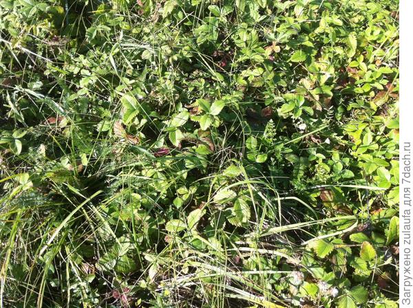 ягодная поляна