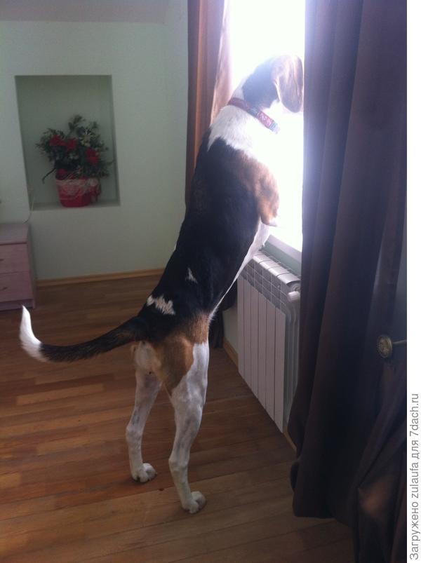 Альма у окна