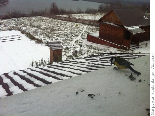 синичка на подоконнике