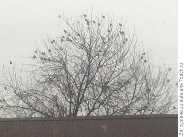 свиристели