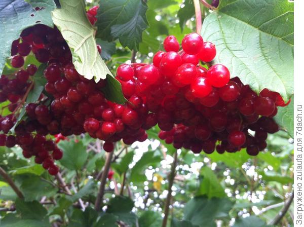 гроздь калины красной