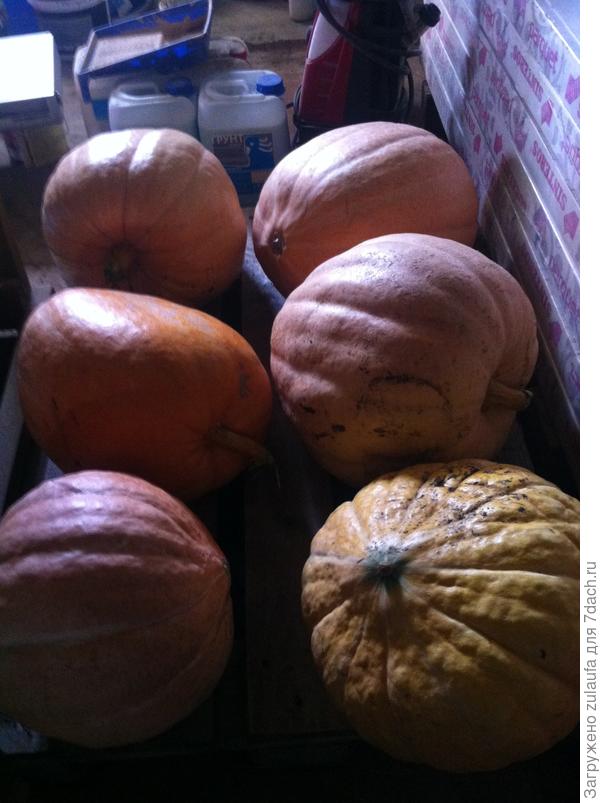 тыквы