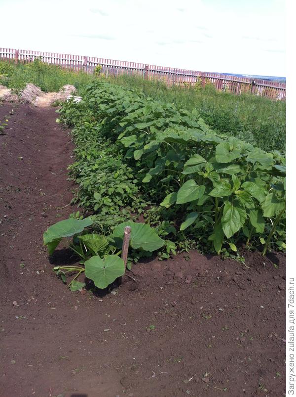 подсолнухи, огурцы и тыква