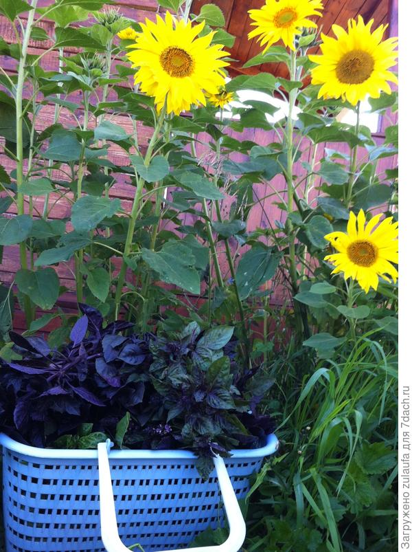 базилик и подсолнухи