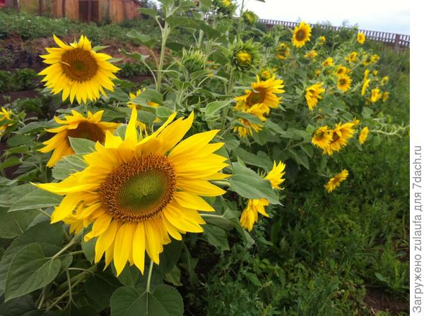 подсолнухи