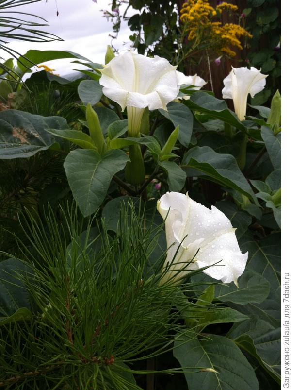 труба архангела