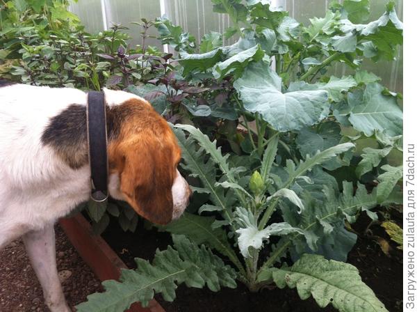 брокколи в теплице