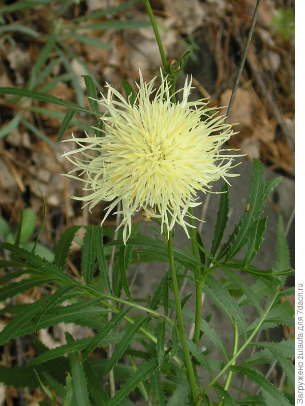 неизвестный