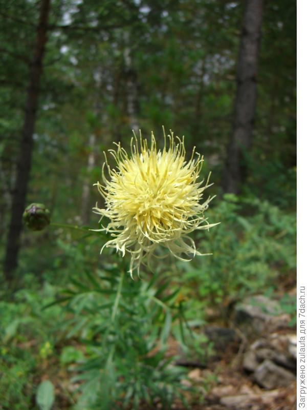 неизвестный цветок