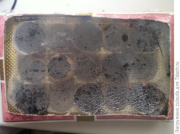 яичная скорлупа