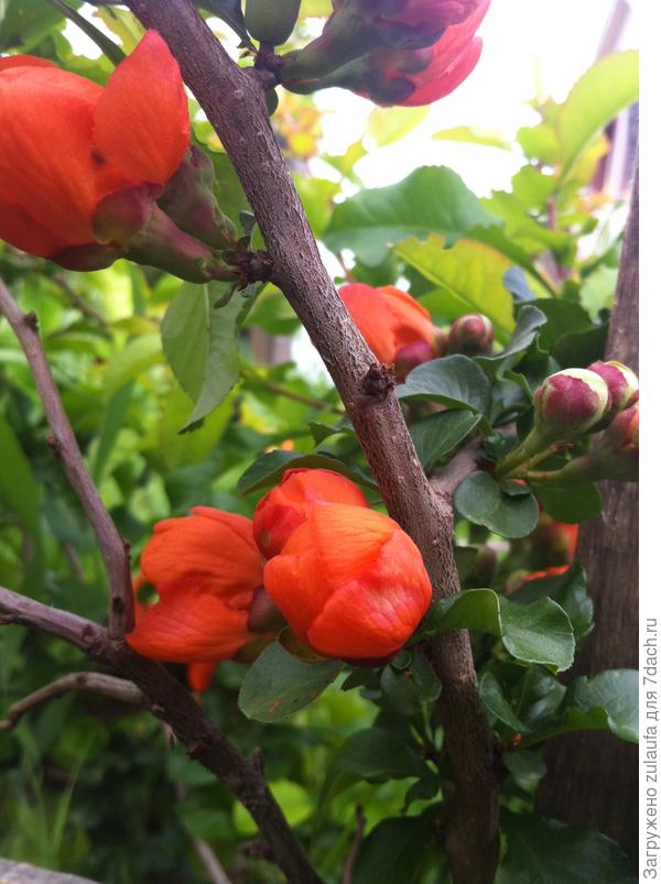 цветет айва японская