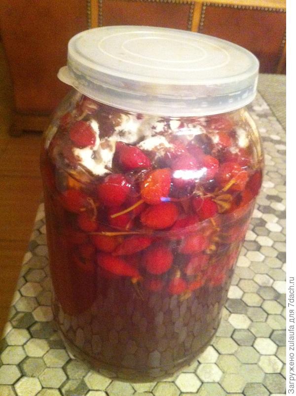 напиток из шиповника