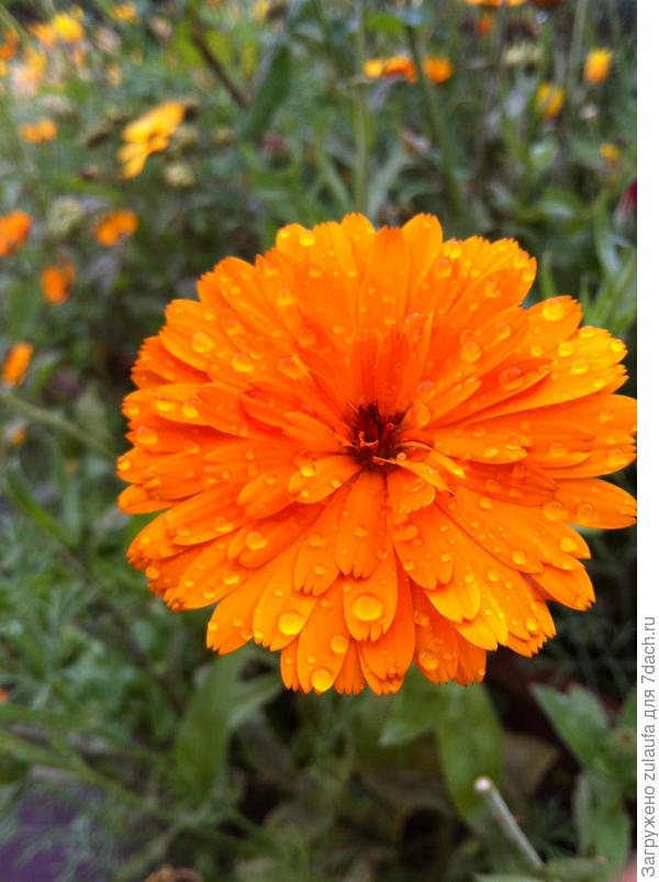 календула