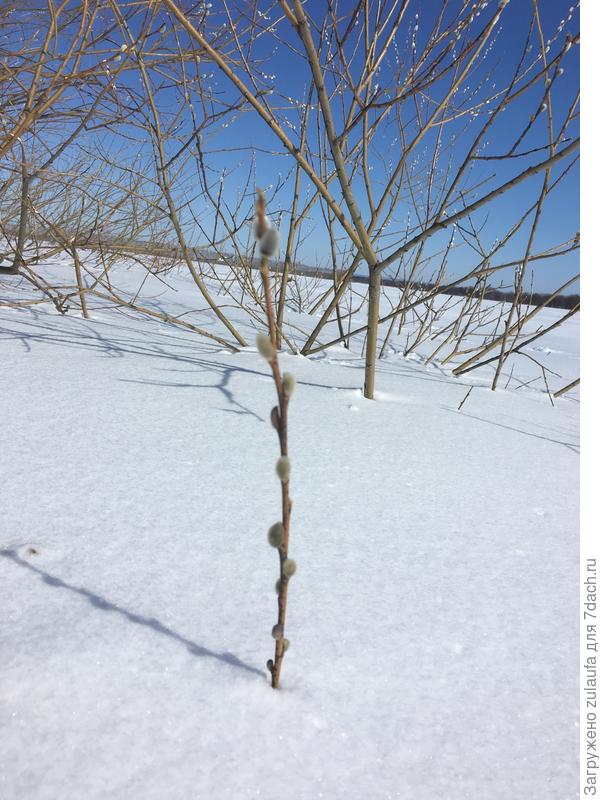 верба зацвела