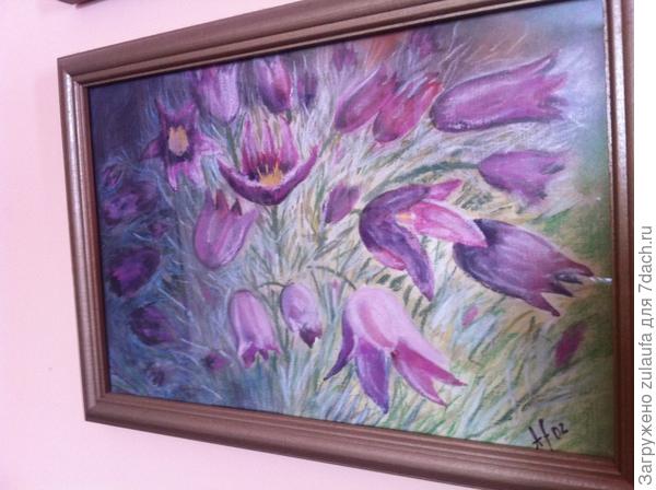 прострел -сон -трава