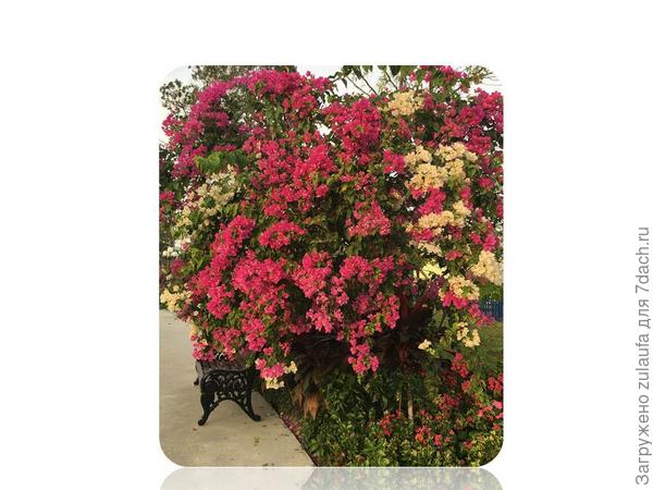 бугенвиллия