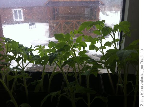 рассада томатов