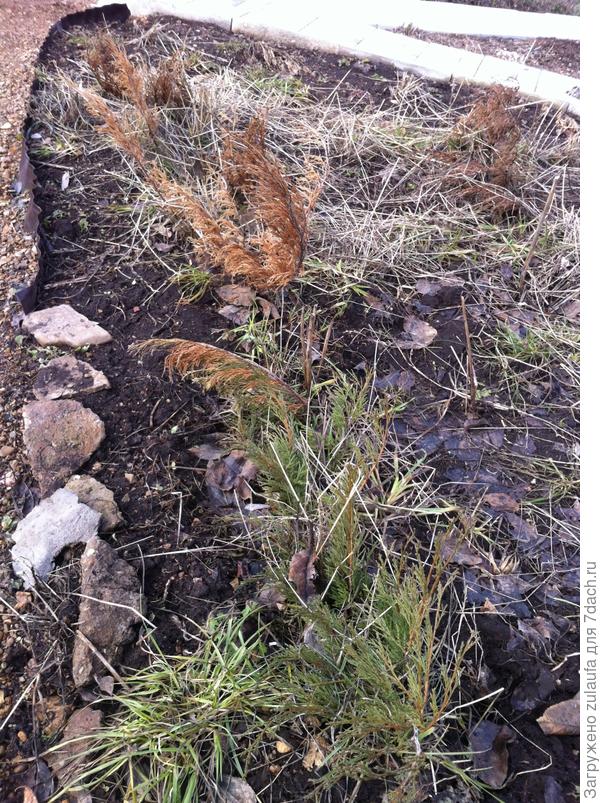 можжевельник