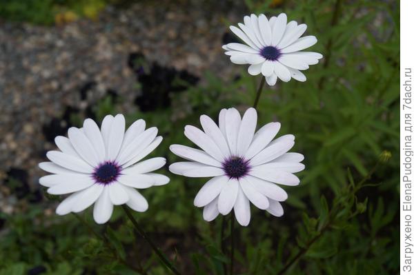 неприхотливые , и очень красиво смотрятся , прям глаз не оторвать ., каждый год выращиваю эту красоту