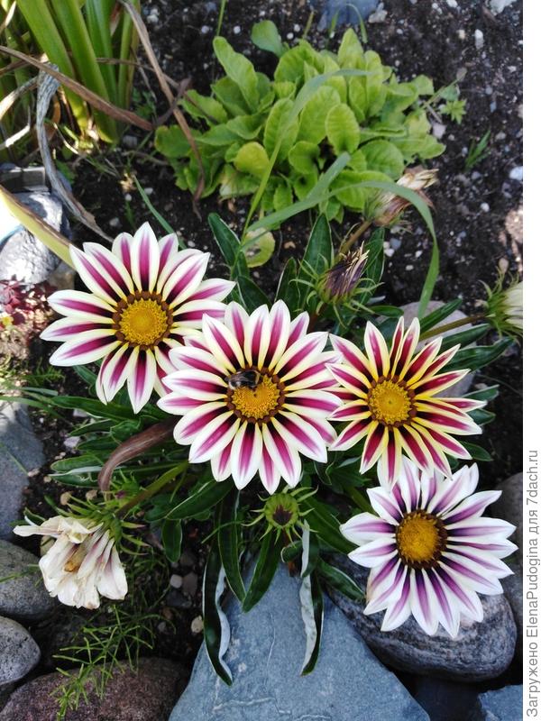 гацания ...цветёт до самого снега.....