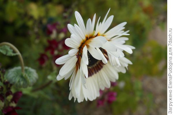 венидиум , тоже чем-то похож на ромашку