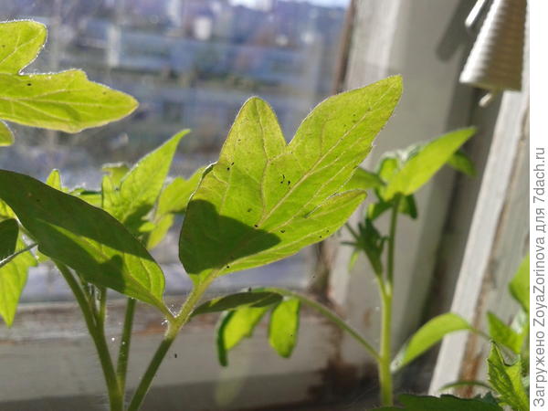 Вредители на рассаде