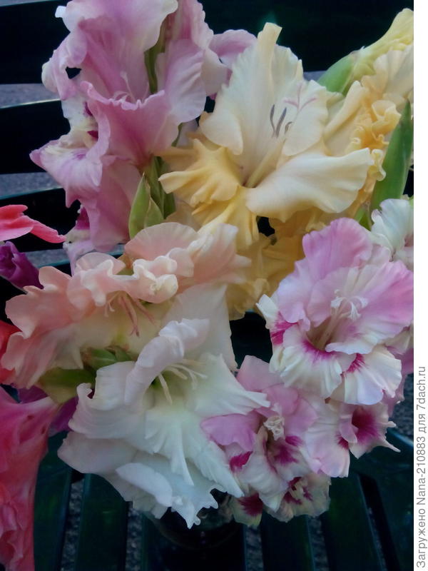 Гладиолус