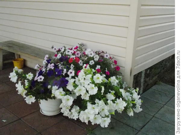 Мои петунии