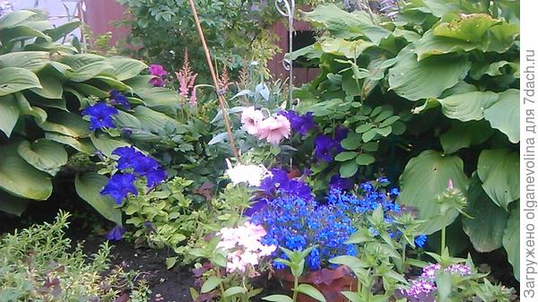 Мои петунии