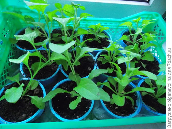 Это петунии в апреле, до прищипывания.