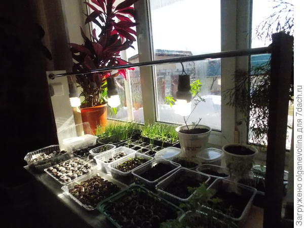 Обязательно всю рассаду досвечиваю.