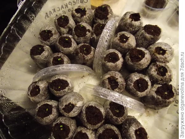 Рассаду петуний выращиваю в торфяных таблетках.