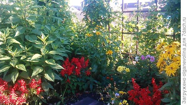 Отделили огород от сада вертикальными решетками. К концу лета они будут увиты девичьим виноградом.