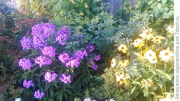 Флоксы, рудбекия.