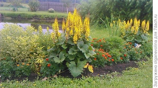 Бузульники во всей красе.