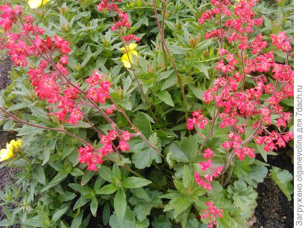 Цветет гейхера!
