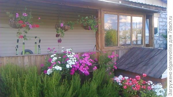 Ампельные пеларгонии, флоксы, кохия.