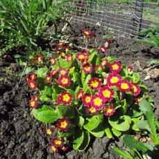 Примула из семян.