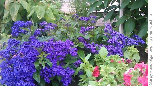 Гелиотроп Морской бриз, серия &quot;Парфюм&quot;. выращен из семян. Сею с 2014 года.