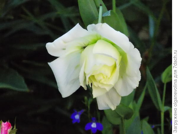 С Днем Рождения!