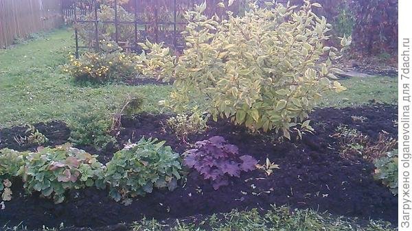 Осень 2017 г. Новая краснолистная гейхера и молодая хоста Снейк Айз гибридная.