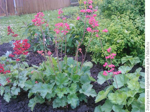 Гейхерам три года.